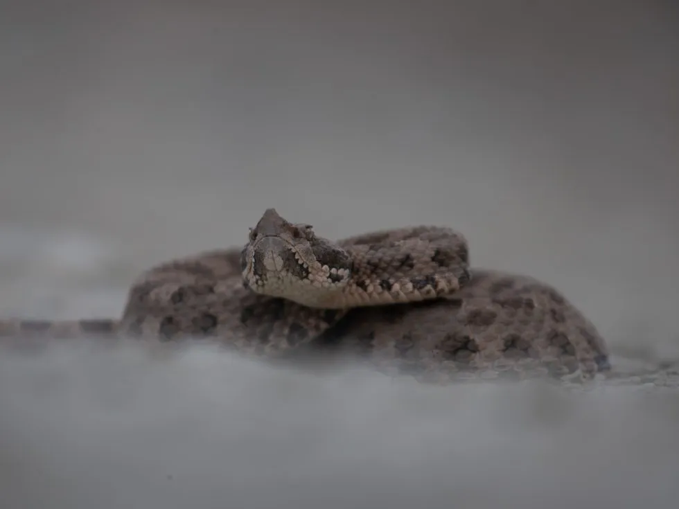 Serpiente - Yarara Nata