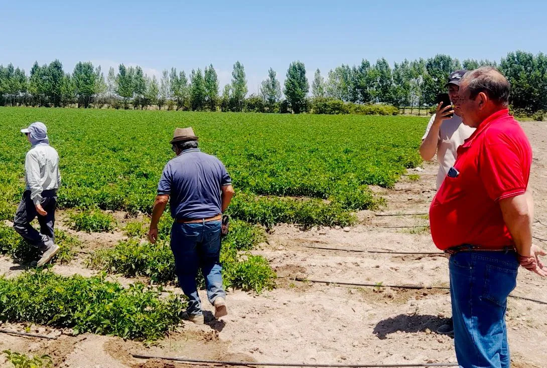 Santa Rosa tomate 2000 1