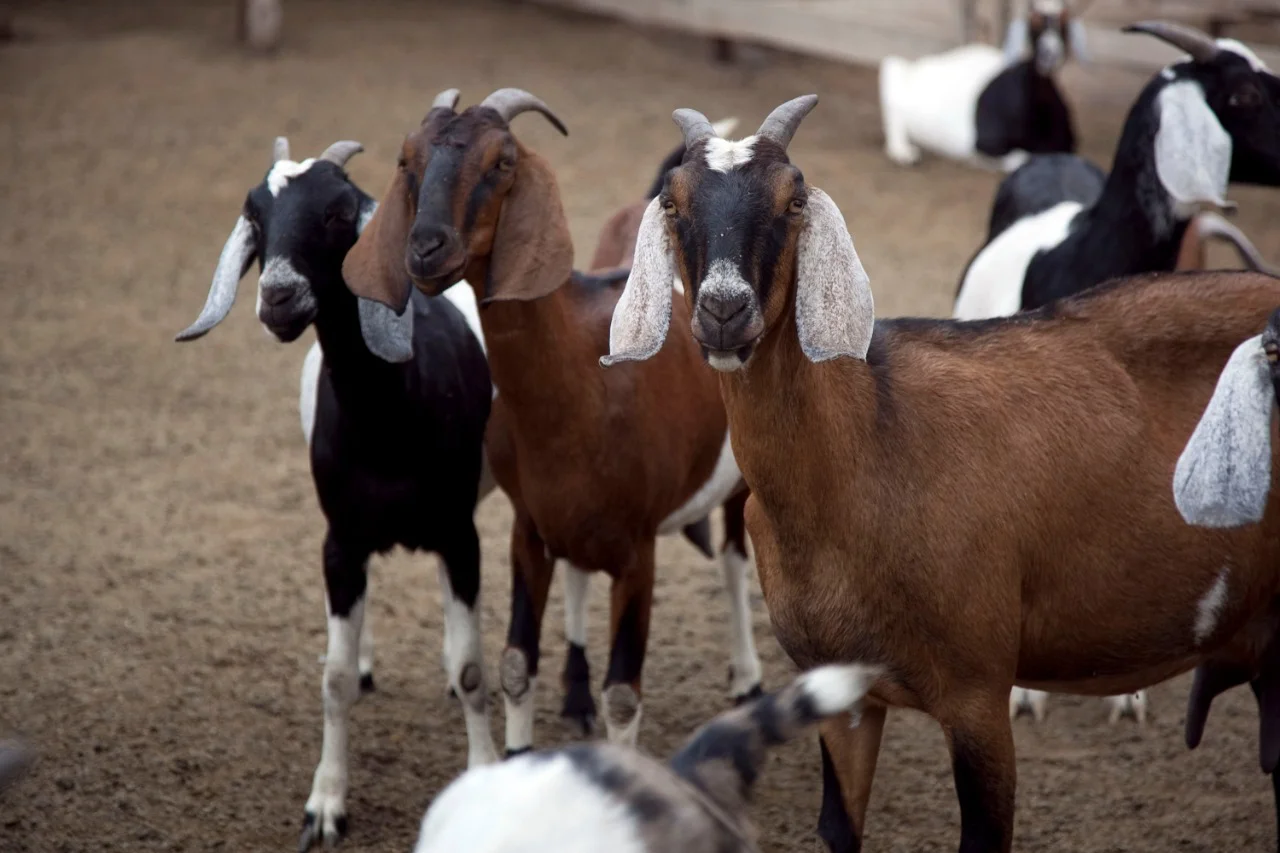 Cabras