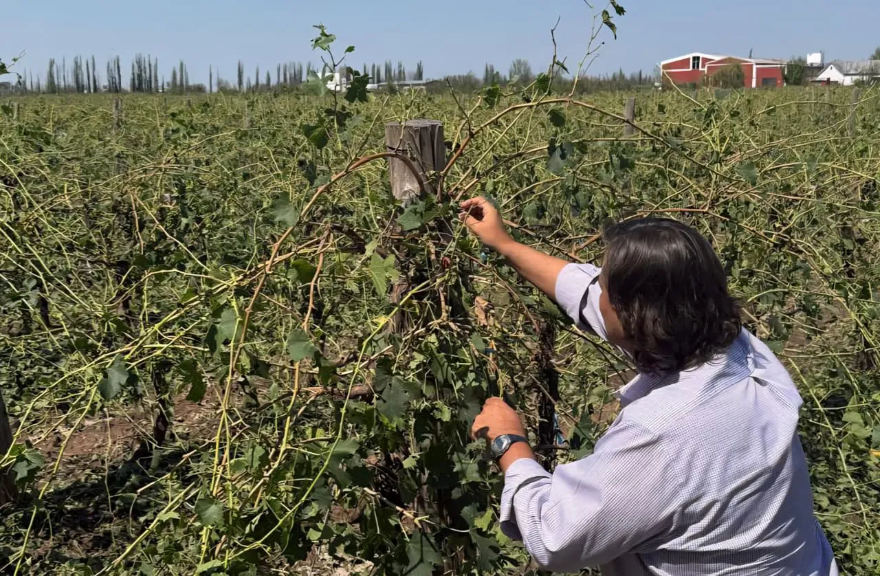 Heladas, granizo - enemrgencia agropecuaria